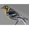 black burean warbler