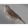 water pipit